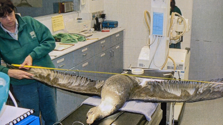 Albatross being treated at the Taronga Wildlife Hospital in Taronga Zoo Sydney (archive photo).