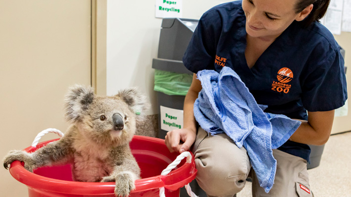 Koala being treated at the Taronga Wildlife Hospital in Taronga Western Plains Zoo Dubbo. Photo: Rick Stevens