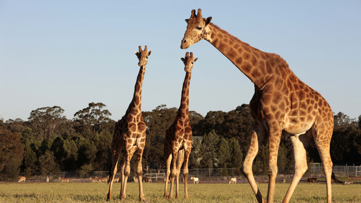 Stumble across Giraffes on an early morning walk. Photo: Rick Stevens