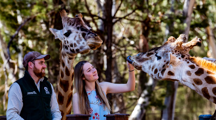 Giraffe feed. Photo: Rick Stevens