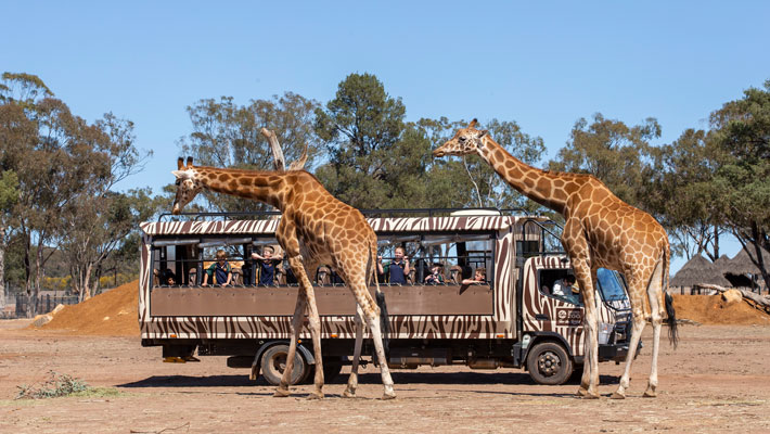 Savannah Safari Bus Tour. Photo: Rick Stevens