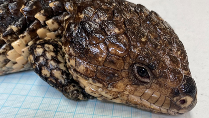 Shingleback – the most trafficked species out of Australia. Photo: P Meagher