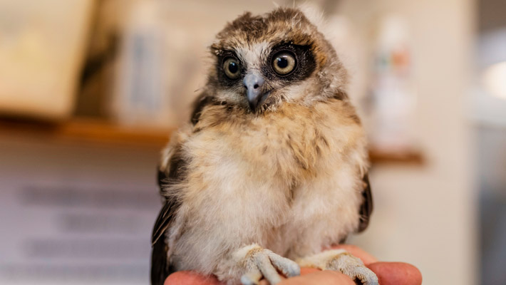 Boobook Owl Chick.