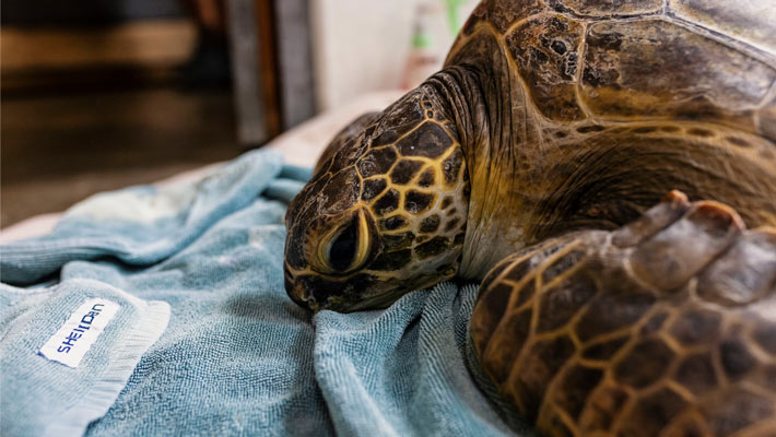 Injured Green Turtle being treated at Taronga Wildlife Hospital.