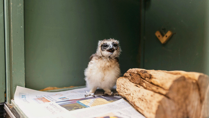 A rescued Boobook Owl chick at Taronga Wildlife Hospital.