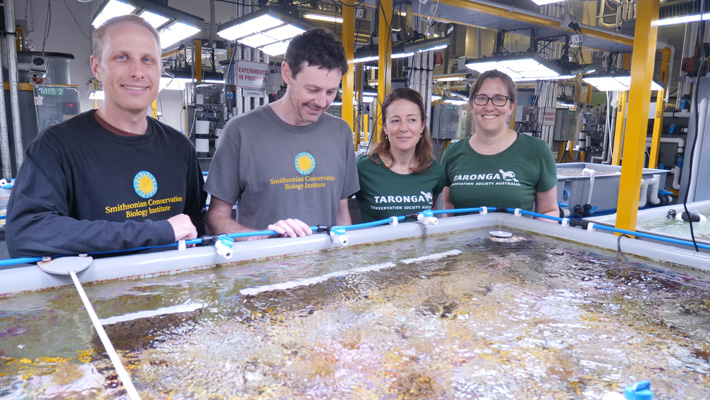 Coral biobanking team at the Australian Institute of Marine Science's National Sea Simulator (SeaSim). Photo: AIMS Marie Roman