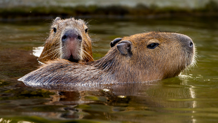 Watch as Taronga welcomes some very cute new arrivals - a herd of Capybara!