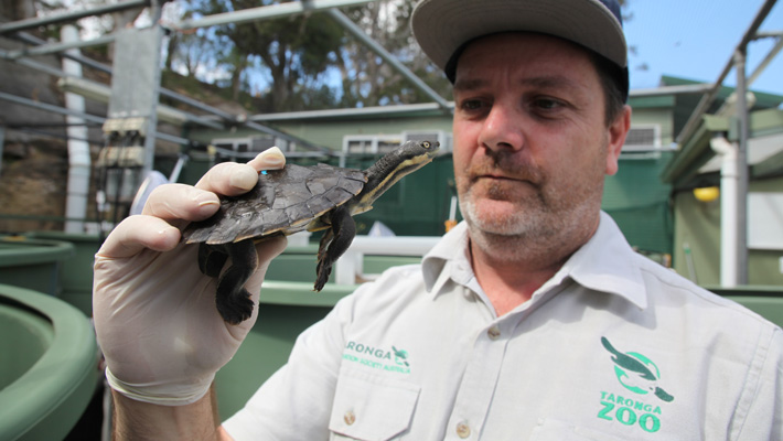 Go behind-the-scenes to see our breeding facility for the critically endangered Bellinger River Turtle.
