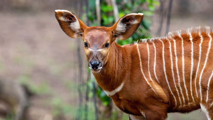 Eastern Bongo calf, Jabali, at Taronga Western Plains Zoo Dubbo.