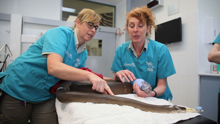 Witness Taronga's veterinary team investigating the back pain of Olive, an Olive Python.