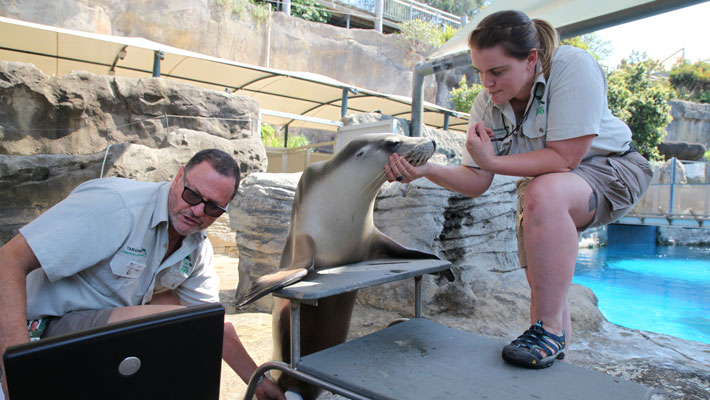 Find out if the ultrasound results shows a sea-Lion pup is on its way.
