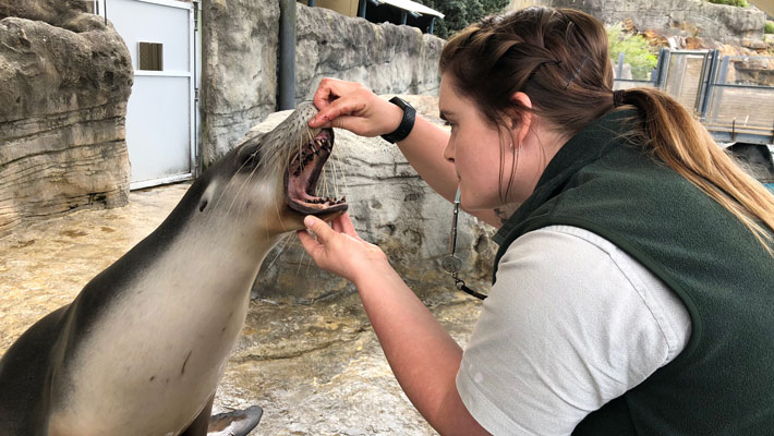 Go behind-the-scenes to see Nala, an Australian Sea-Lion born at Taronga 10 years ago, getting her health check.