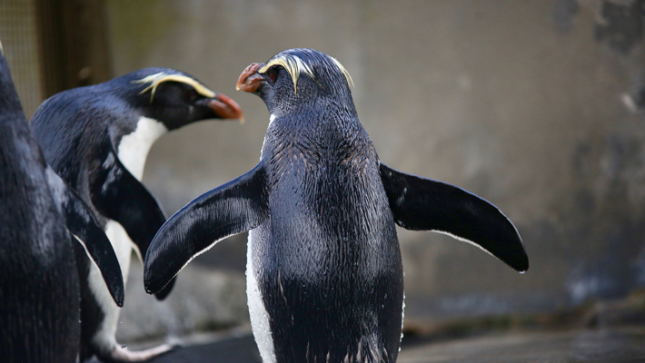 Fiordland Crested Penguins can nest up to 300m above sea level in Milford Sound, New Zealand.