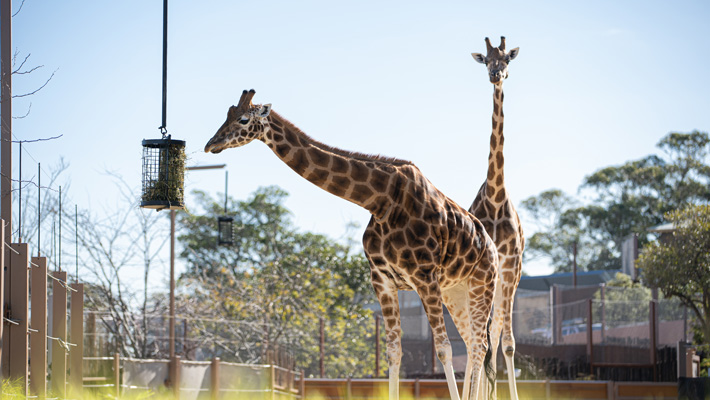 Giraffe at Taronga Zoo Sydney.