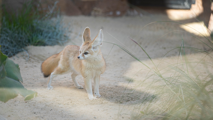 Fennec Fox exploring its new exhibit in the African Savannah at Taronga Zoo Sydney home.