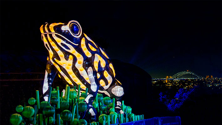 Corroboree Frog lantern at Taronga Zoo Sydney during Vivid Sydney
