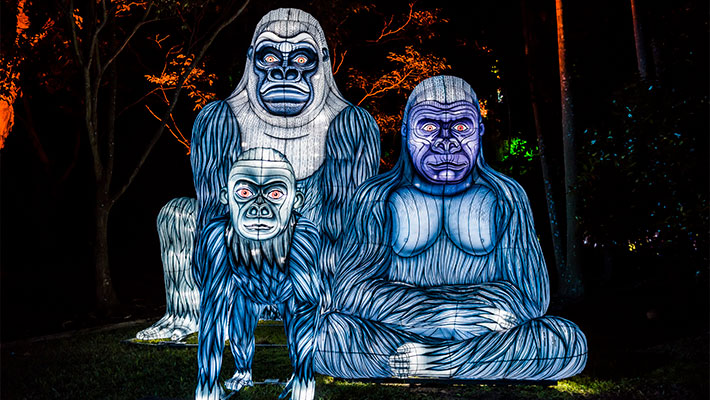 Gorilla lanterns during Vivid Sydney at Taronga Zoo Sydney.