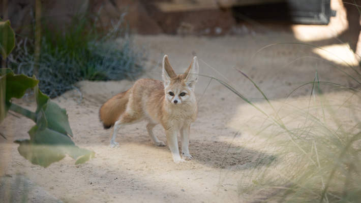 Fennec Fox at Taronga Zoo Sydney.