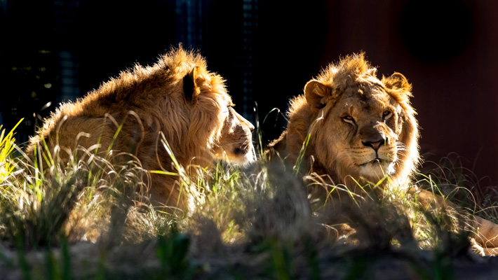 Lions Lwazi and Ato at Taronga Zoo Sydney.