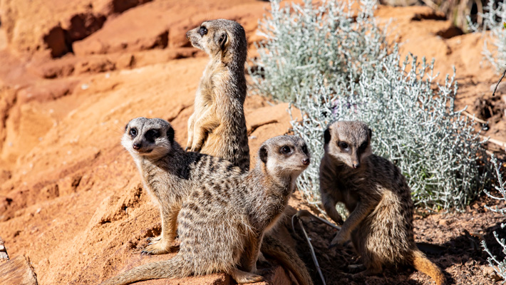 The Meerkat mob at Taronga Zoo Sydney.