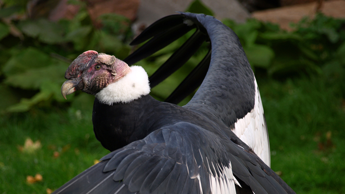 Andean Condor.