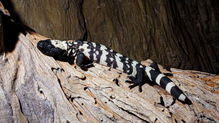 Gila Monster.