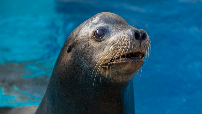 Californian Sea Lion.