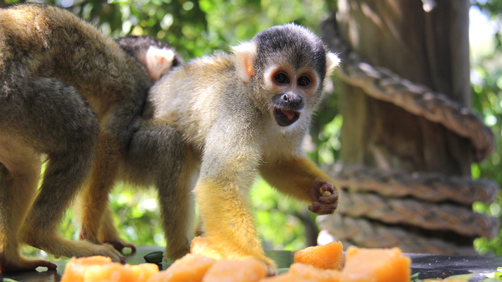 Bolivian Squirrel Monkey.