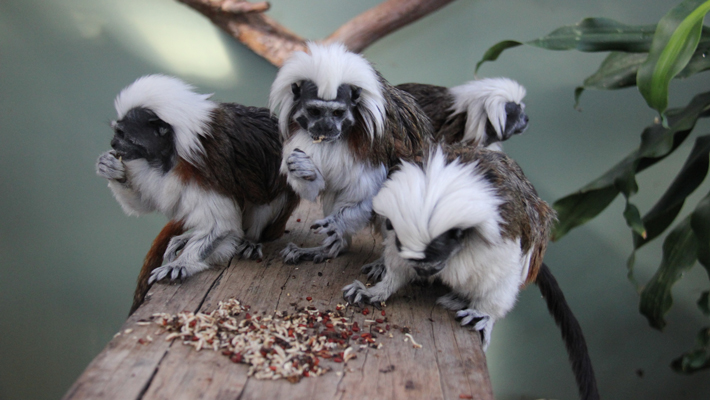 Cotton-top Tamarins.