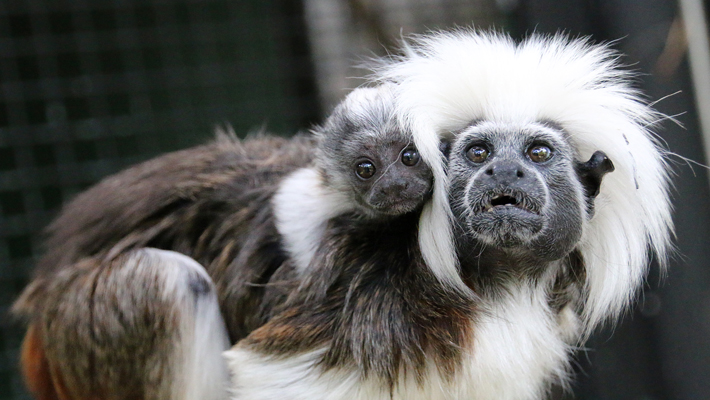 Cotton-top Tamarins.