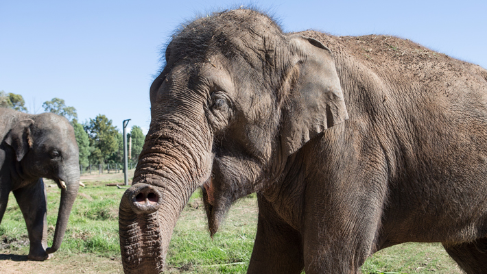 Asian Elephant.