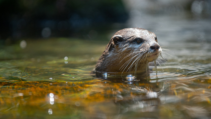 Asian Small-clawed Otter