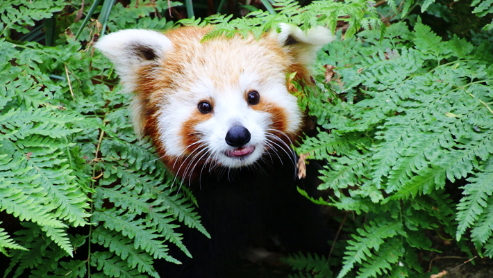 Red Panda.