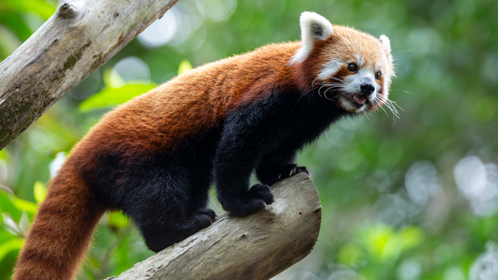 Red Panda.