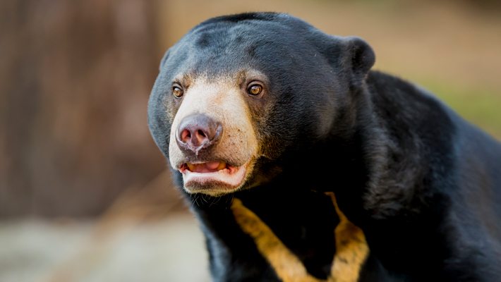 Sun Bear.