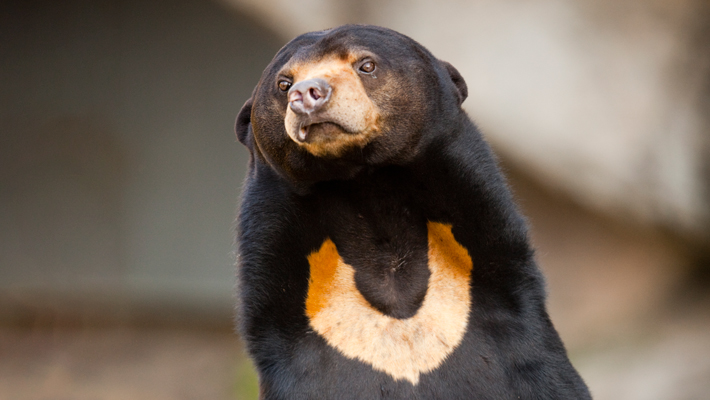 Sun Bear.