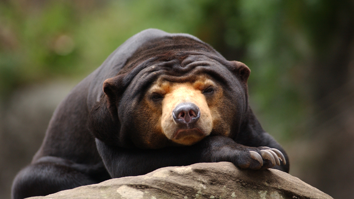 Sun Bear.