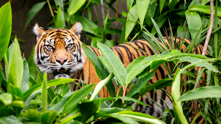 Sumatran Tiger