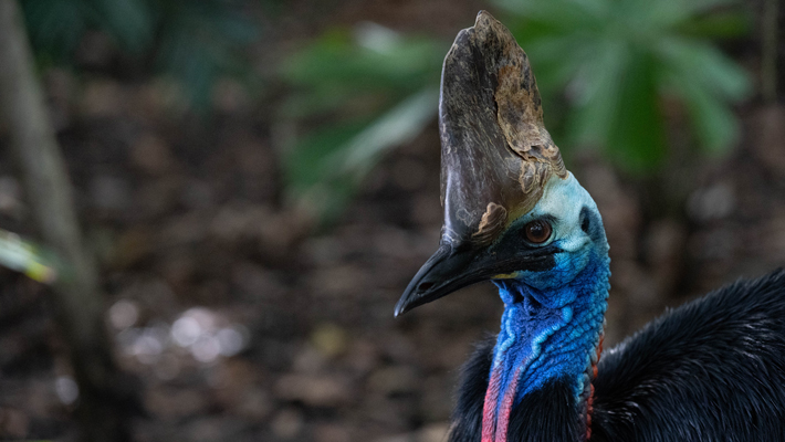 Southern Cassowary.