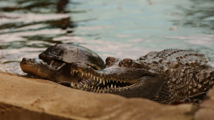 Freshwater Crocodile.