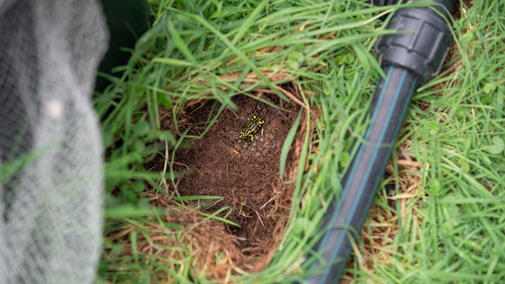 Corroboree Frog.