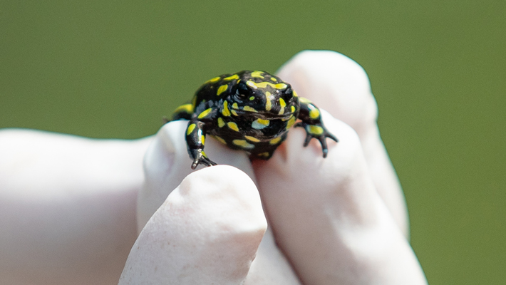 Corroboree Frog.