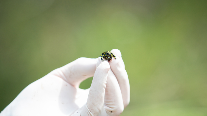 Corroboree Frog.