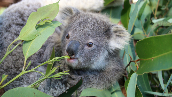 Koala.