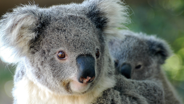 Koala with joey.
