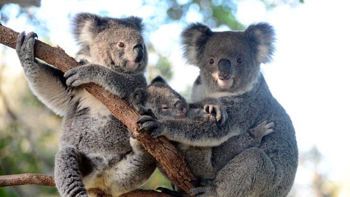Koalas with joey.