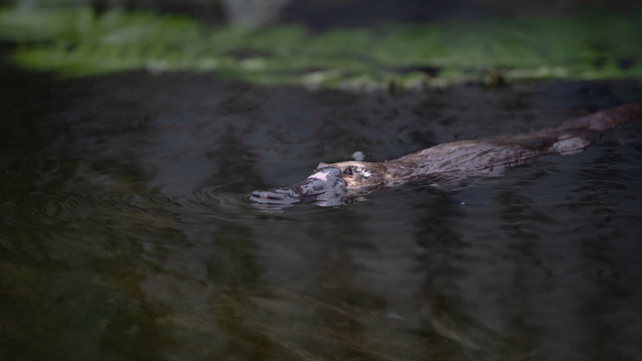 Platypus.