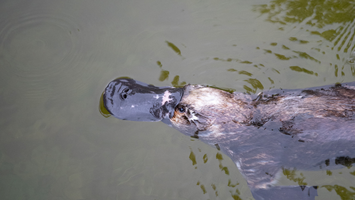 Platypus.