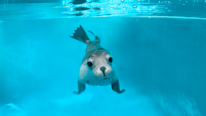 Australian Sea Lion.