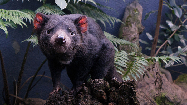 Tasmanian Devil.